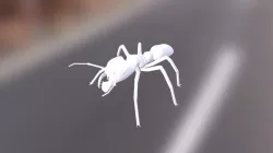 Ant