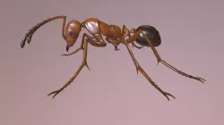 Ant