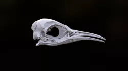 Aptenodytes Adult