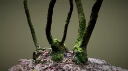 Arbres et mousse
