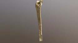 arm bone 2