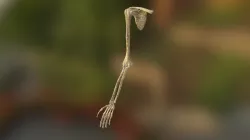 Arm Bone Right
