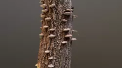 artist's bracket（コフキサルノコシカケ）Ganoderma applanatum