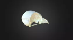 Athene noctua, skull