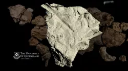 Australian ankylosaur dinosaur: Kunbarrasaurus