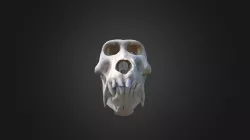 Baboon Skull