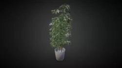 bamboo