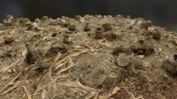Bamboo Ground Cover
