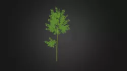 Bamboo