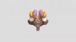 Basal Ganglia 2