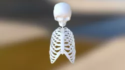 Base Mesh Body