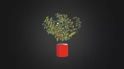 Basic Plant