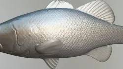 Bass Trophee O3