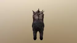 Bear Mutant