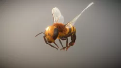 Bee Animation test