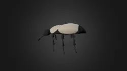 Beetle