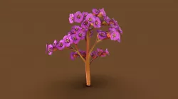 Bergenia Flower