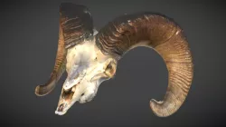 Big horn sheep-ram