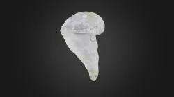 Bivalve: Sellaea sp. (PRI 42055)