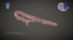 Blaschka Glass Model of a Sand Mason Worm