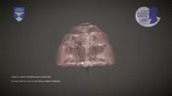 Blaschka Glass Model of Sponge Development