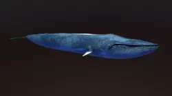 Blue Whale