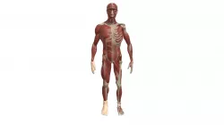 Body
