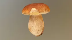 Boletus