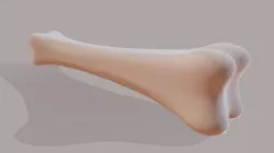 Bone