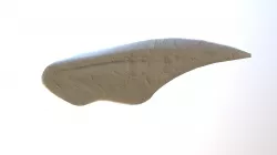 Bone