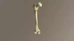 Bone Sketch Mesh