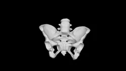 Bones