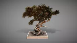 Bonsai