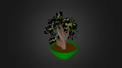 Bonsai