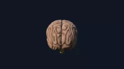 brain_1