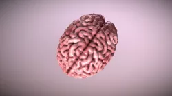 Brain