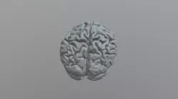 Brain