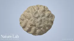 Brain Coral