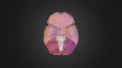 BRAIN