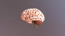 Brain human