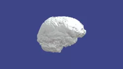 Brain of Felipe