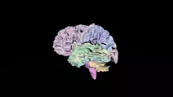 Brain White Matter