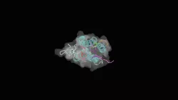 Bromodomain of BRD4 with a diacetylated peptide