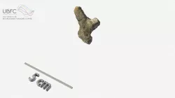 Bryozoaire