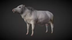 bull
