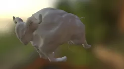 Bull8