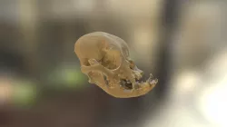 Bulldog