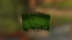 Bushes