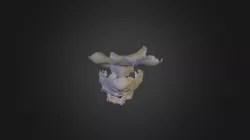 Bust