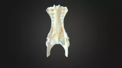 Buteo buteo, pelvis